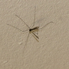 Tipuloidea sp. (superfamily) at Wodonga, VIC - 22 Sep 2022 11:53 AM