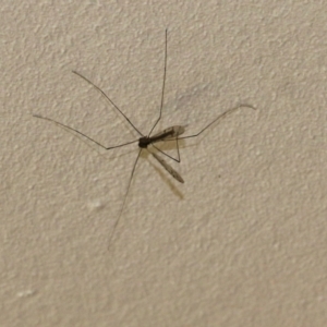 Tipuloidea sp. (superfamily) at Wodonga, VIC - 22 Sep 2022 11:53 AM
