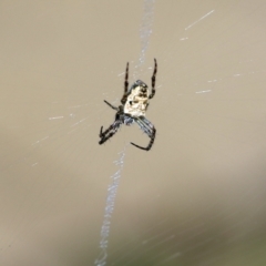 Plebs eburnus (Eastern bush orb-weaver) at Wodonga - 22 Sep 2022 by KylieWaldon