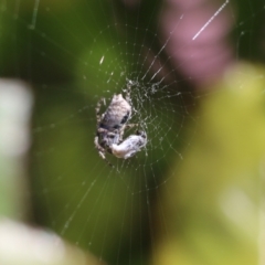 Hortophora sp. (genus) (Garden orb weaver) at Wodonga - 22 Sep 2022 by KylieWaldon