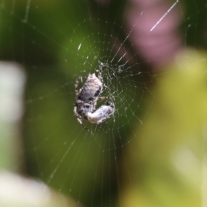 Hortophora sp. (genus) at Wodonga, VIC - 22 Sep 2022