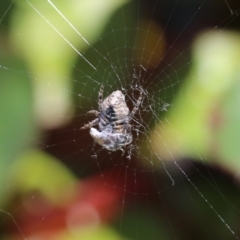 Hortophora sp. (genus) at Wodonga, VIC - 22 Sep 2022