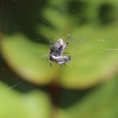 Hortophora sp. (genus) at Wodonga, VIC - 22 Sep 2022