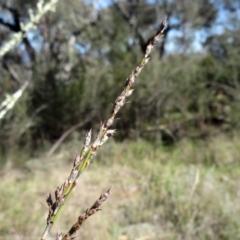 Lepidosperma laterale (Variable Sword Sedge) at Hawker, ACT - 20 Sep 2022 by sangio7