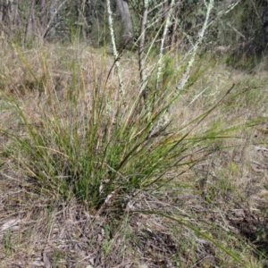 Lepidosperma laterale at Hawker, ACT - 20 Sep 2022