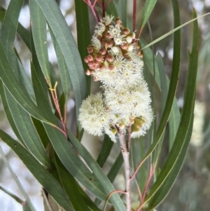 Eucalyptus elata at Parkes, ACT - 22 Sep 2022