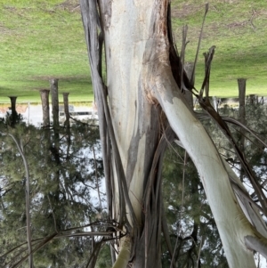 Eucalyptus elata at Parkes, ACT - 22 Sep 2022