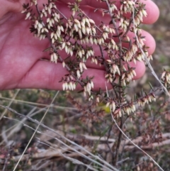 Leucopogon fletcheri subsp. brevisepalus (Twin Flower Beard-Heath) at Bungendore, NSW - 18 Sep 2022 by clarehoneydove