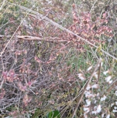 Leucopogon fletcheri subsp. brevisepalus at Bungendore, NSW - 18 Sep 2022