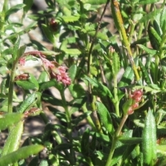 Gonocarpus tetragynus (Common Raspwort) at Hawker, ACT - 20 Sep 2022 by sangio7