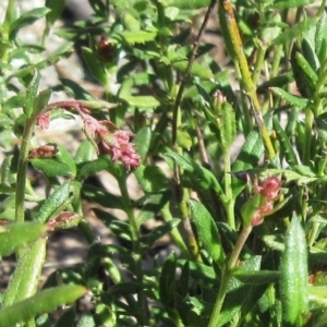 Gonocarpus tetragynus at Hawker, ACT - 20 Sep 2022 09:53 AM