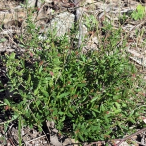 Gonocarpus tetragynus at Hawker, ACT - 20 Sep 2022 09:53 AM