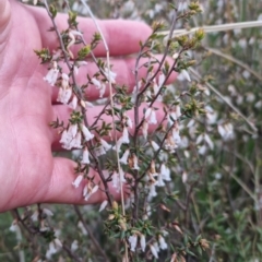 Styphelia fletcheri subsp. brevisepala (Twin Flower Beard-Heath) at Bungendore, NSW - 18 Sep 2022 by clarehoneydove