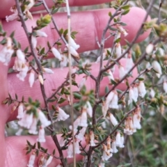 Leucopogon fletcheri subsp. brevisepalus at Bungendore, NSW - 18 Sep 2022