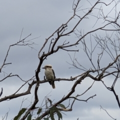 Dacelo novaeguineae (Laughing Kookaburra) at Mount Taylor - 22 Sep 2022 by dougsky