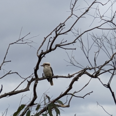 Dacelo novaeguineae (Laughing Kookaburra) at Pearce, ACT - 22 Sep 2022 by dougsky