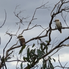 Dacelo novaeguineae at Pearce, ACT - 22 Sep 2022 11:53 AM