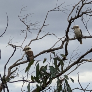 Dacelo novaeguineae at Pearce, ACT - 22 Sep 2022 11:53 AM