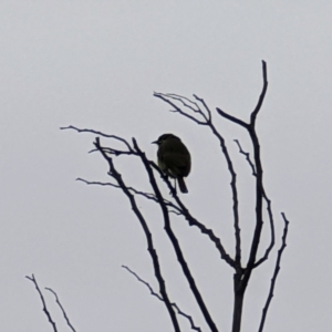 Caligavis chrysops at Pearce, ACT - 22 Sep 2022