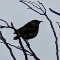 Caligavis chrysops at Pearce, ACT - 22 Sep 2022