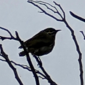 Caligavis chrysops at Pearce, ACT - 22 Sep 2022