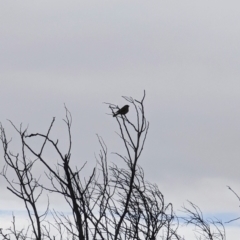 Caligavis chrysops at Pearce, ACT - 22 Sep 2022 11:31 AM