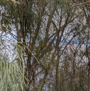 Pachycephala pectoralis at Pearce, ACT - 22 Sep 2022