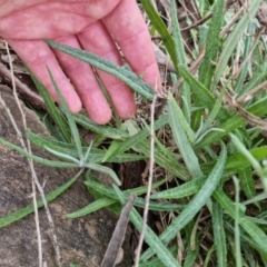 Senecio quadridentatus at Bungendore, NSW - 18 Sep 2022 03:42 PM