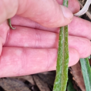 Senecio quadridentatus at Bungendore, NSW - 18 Sep 2022 03:42 PM