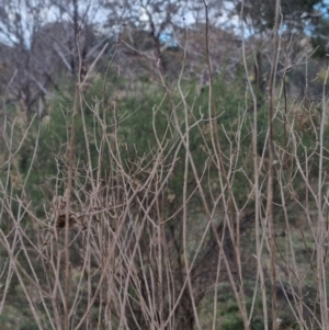 Senecio quadridentatus at Bungendore, NSW - 18 Sep 2022