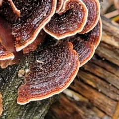 Xylobolus illudens (Purplish Stereum) at Paddys River, ACT - 22 Sep 2022 by trevorpreston