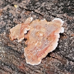 Xylobolus illudens at Paddys River, ACT - 22 Sep 2022 11:01 AM