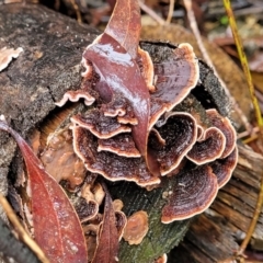 Xylobolus illudens at Paddys River, ACT - 22 Sep 2022