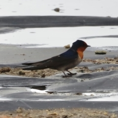 Hirundo neoxena (Welcome Swallow) at Parkes, ACT - 22 Sep 2022 by JimL