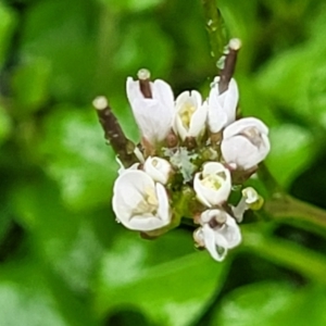 Cardamine hirsuta at Paddys River, ACT - 22 Sep 2022