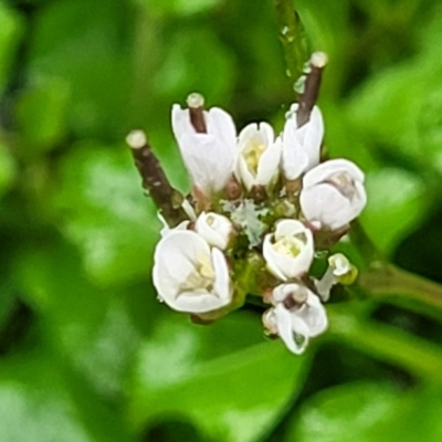 Cardamine hirsuta (Common Bittercress, Hairy Woodcress) at Paddys River, ACT - 22 Sep 2022 by trevorpreston