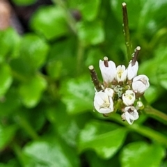 Cardamine hirsuta at Paddys River, ACT - 22 Sep 2022