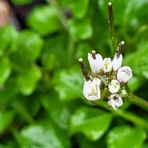 Cardamine hirsuta at Paddys River, ACT - 22 Sep 2022