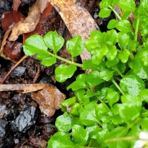 Cardamine hirsuta at Paddys River, ACT - 22 Sep 2022