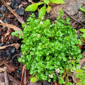 Cardamine hirsuta at Paddys River, ACT - 22 Sep 2022