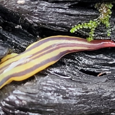 Caenoplana sulphurea (A Flatworm) at Paddys River, ACT - 22 Sep 2022 by trevorpreston