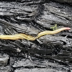 Caenoplana sulphurea at Paddys River, ACT - 22 Sep 2022 11:59 AM