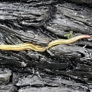 Caenoplana sulphurea at Paddys River, ACT - 22 Sep 2022 11:59 AM
