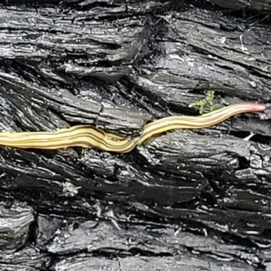 Caenoplana sulphurea at Paddys River, ACT - 22 Sep 2022