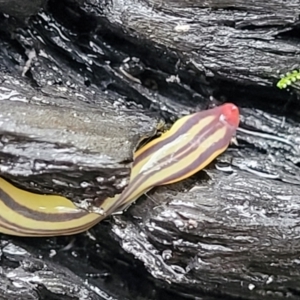 Caenoplana sulphurea at Paddys River, ACT - 22 Sep 2022