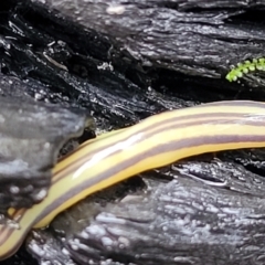 Caenoplana sulphurea at Paddys River, ACT - 22 Sep 2022