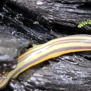 Caenoplana sulphurea at Paddys River, ACT - 22 Sep 2022