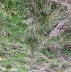 Nassella trichotoma (Serrated Tussock) at Watson, ACT - 21 Sep 2022 by waltraud