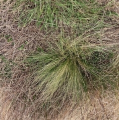 Nassella trichotoma (Serrated Tussock) at The Fair, Watson - 21 Sep 2022 by waltraud