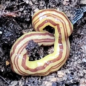 Caenoplana sulphurea at Paddys River, ACT - 22 Sep 2022